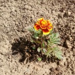 IMG_20170619_132632_265